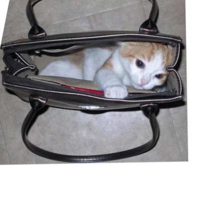Un chatque a main
