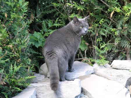 Toujours le chat du patron
