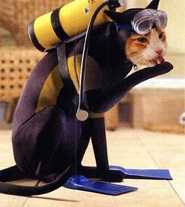 Je vais chercher le poissons