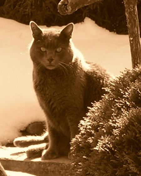 Le chat qui commande