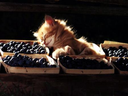 La confiture