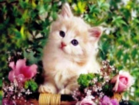 elle sont belles les fleurs