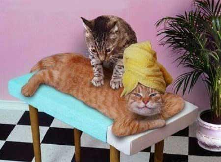 Ummm chat c'est bon
