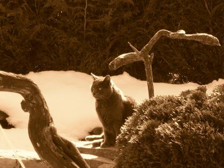 Mon chat le pacha