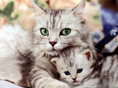 L'amour